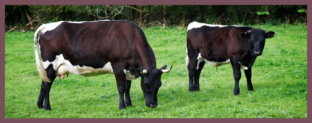 About Church Farm Cattle