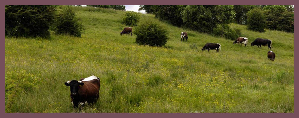 Working Farm Cattle