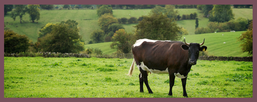 Church Farm Cattle