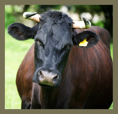 Gloucester Cattle at Church Farm